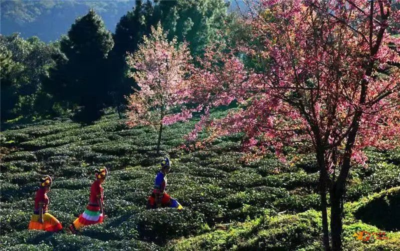 云南省文化和旅游厅