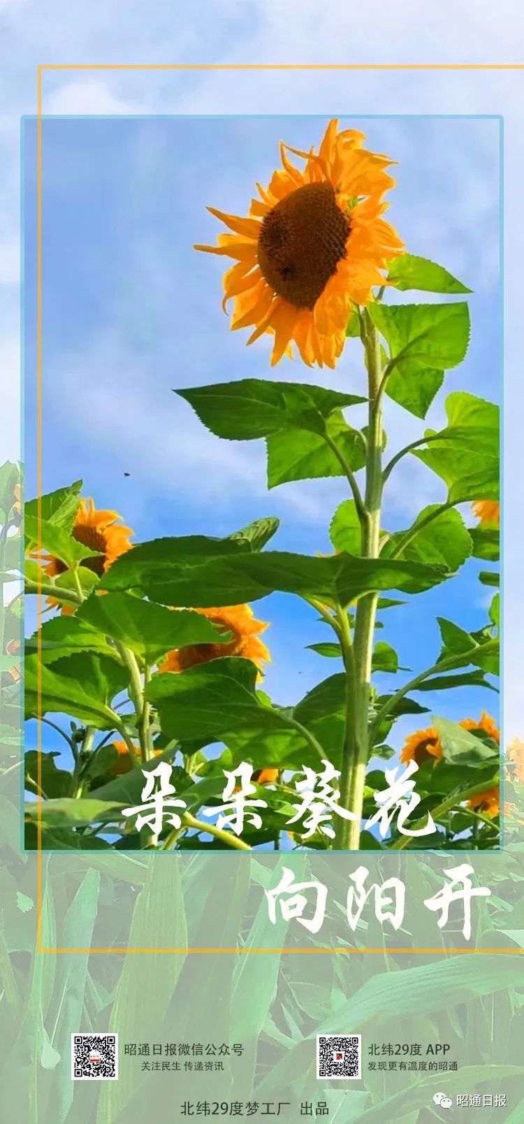 昭通日报