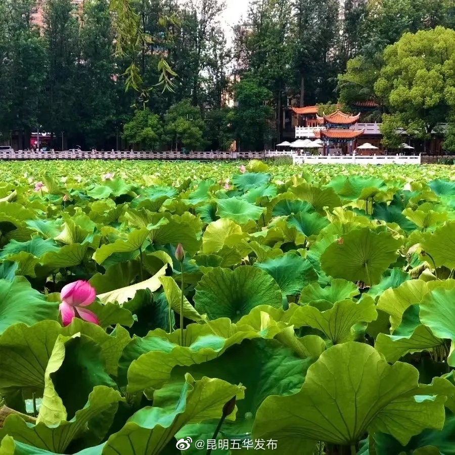 “昆明五华发布”微博
