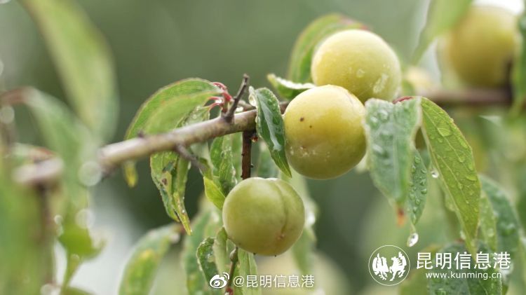 昆明信息港