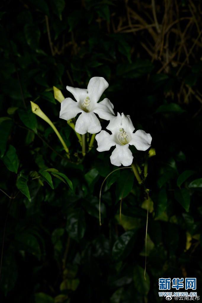 “云南发布”微博