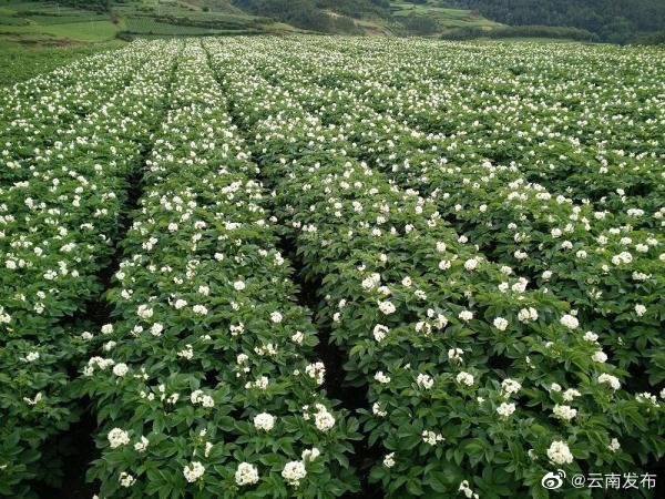 昭通鲁甸：23万亩洋芋花开幸福来