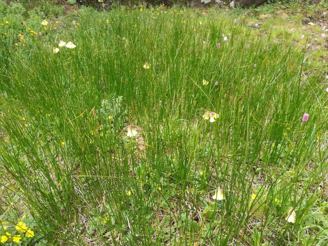 昆明轿子山旅游