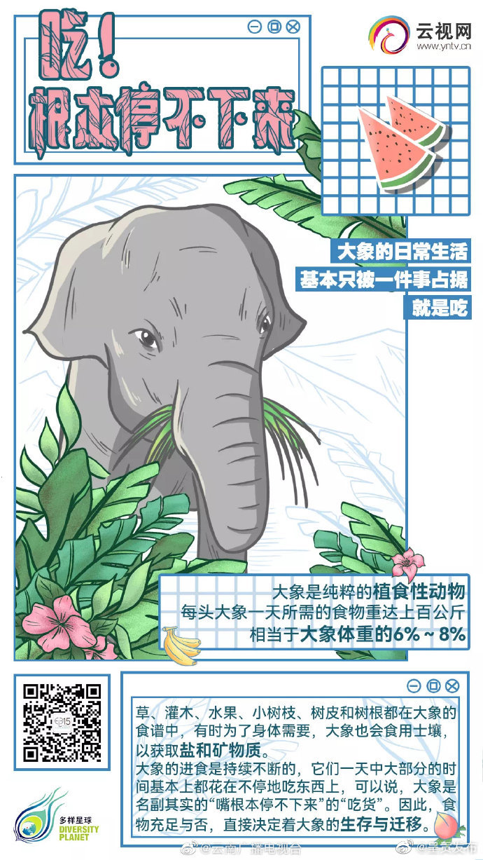 这才是“真吃货”！大象一天80%时间都在吃东西