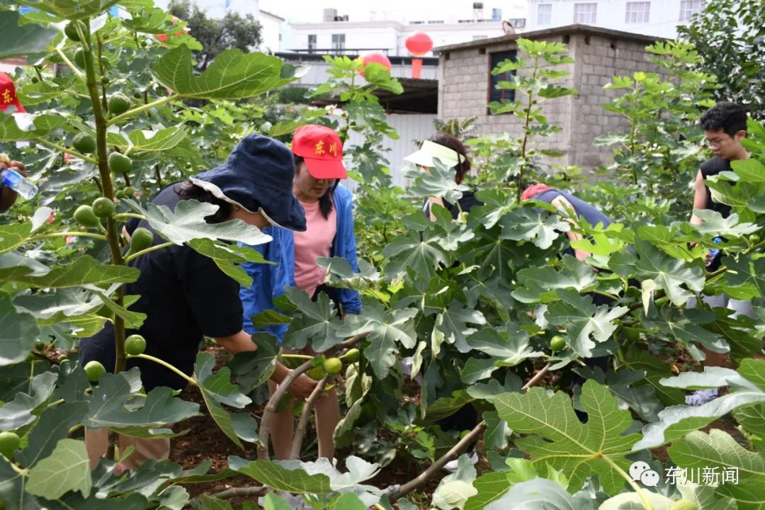 东川新闻