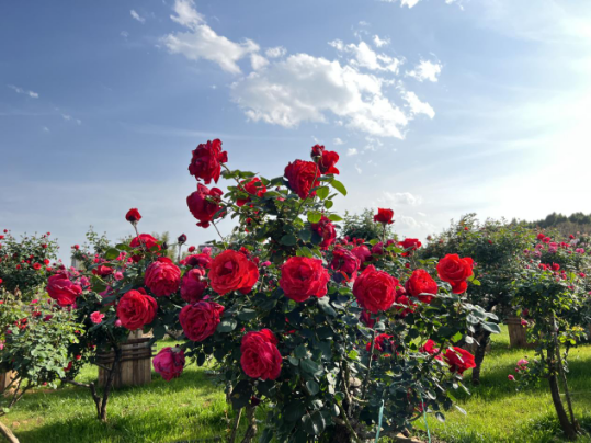 一部手机游云南