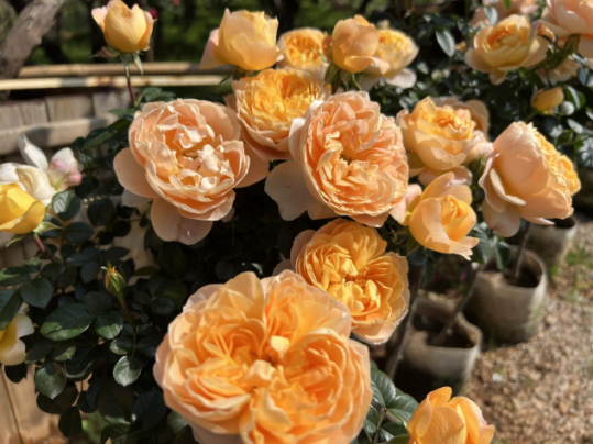 一部手机游云南