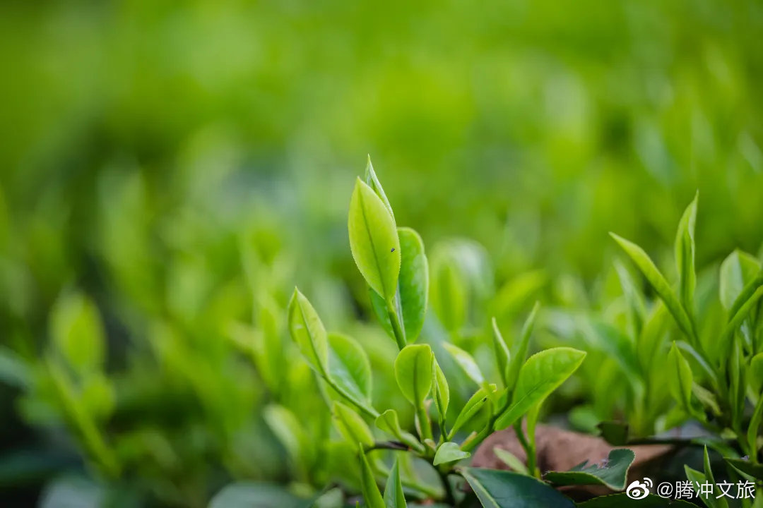 腾冲文旅微博