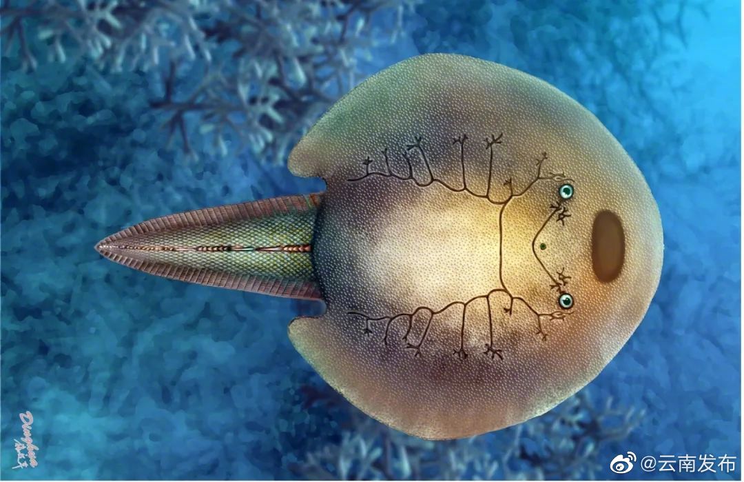 云南楚雄首次发现3.9亿年前中泥盆世盔甲鱼类东方鱼