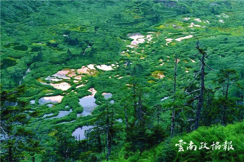 云南政协报