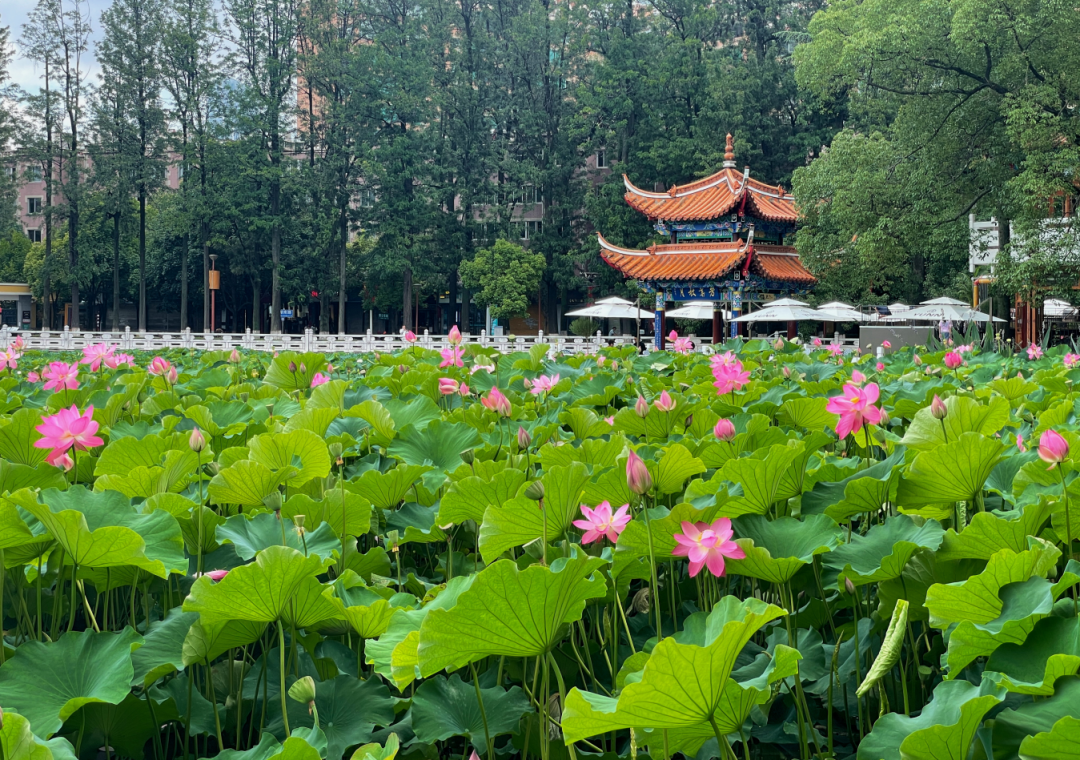 玉溪发布