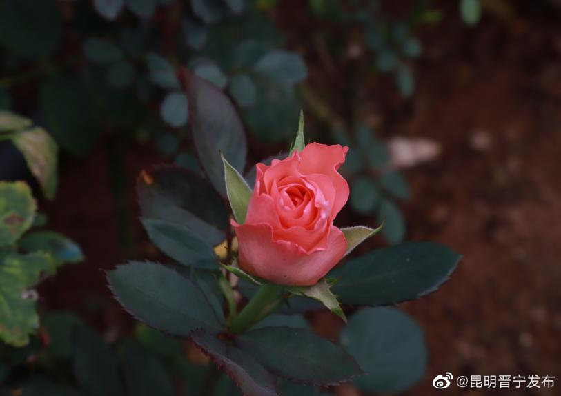 昆明晋宁发布