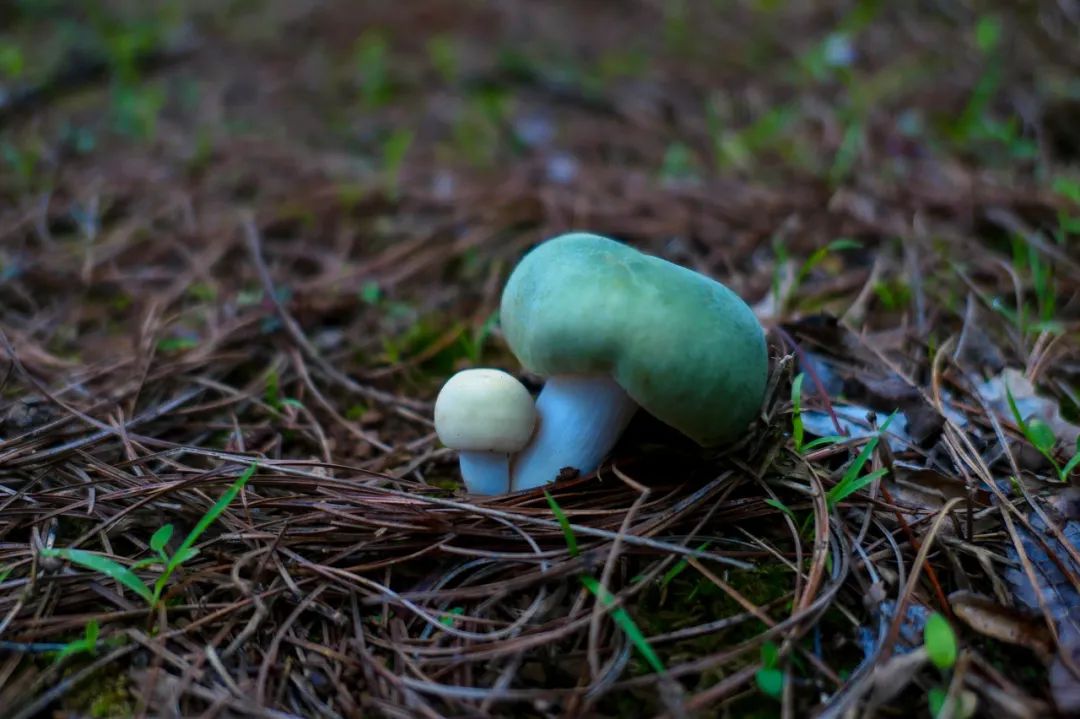 一部手机游云南