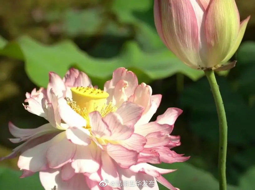 “昆明五华发布”微博