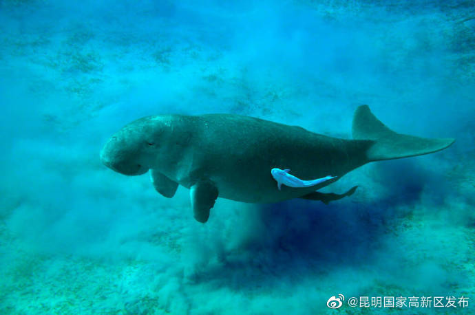 昆明国家高新区发布