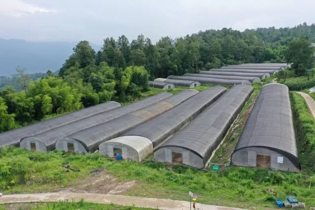 红色扎西