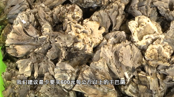 掌上春城