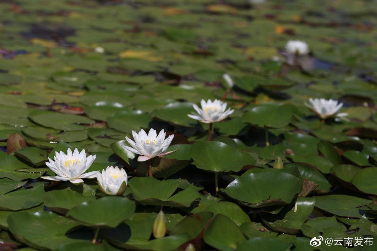 “云南发布”微博