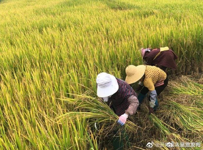 2022年我国早稻产量2812.3万吨，继续保持增长