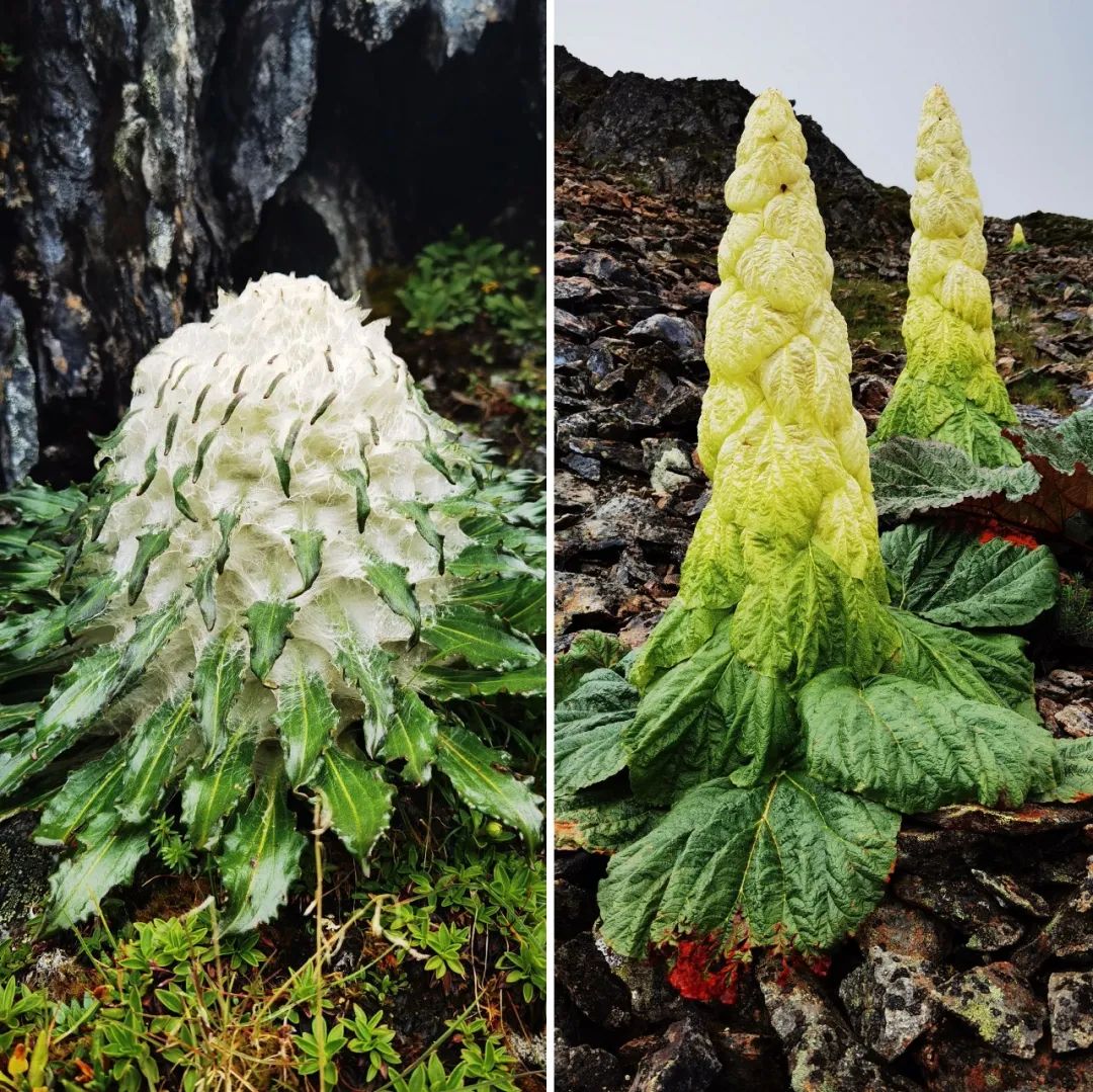 一部手机游云南