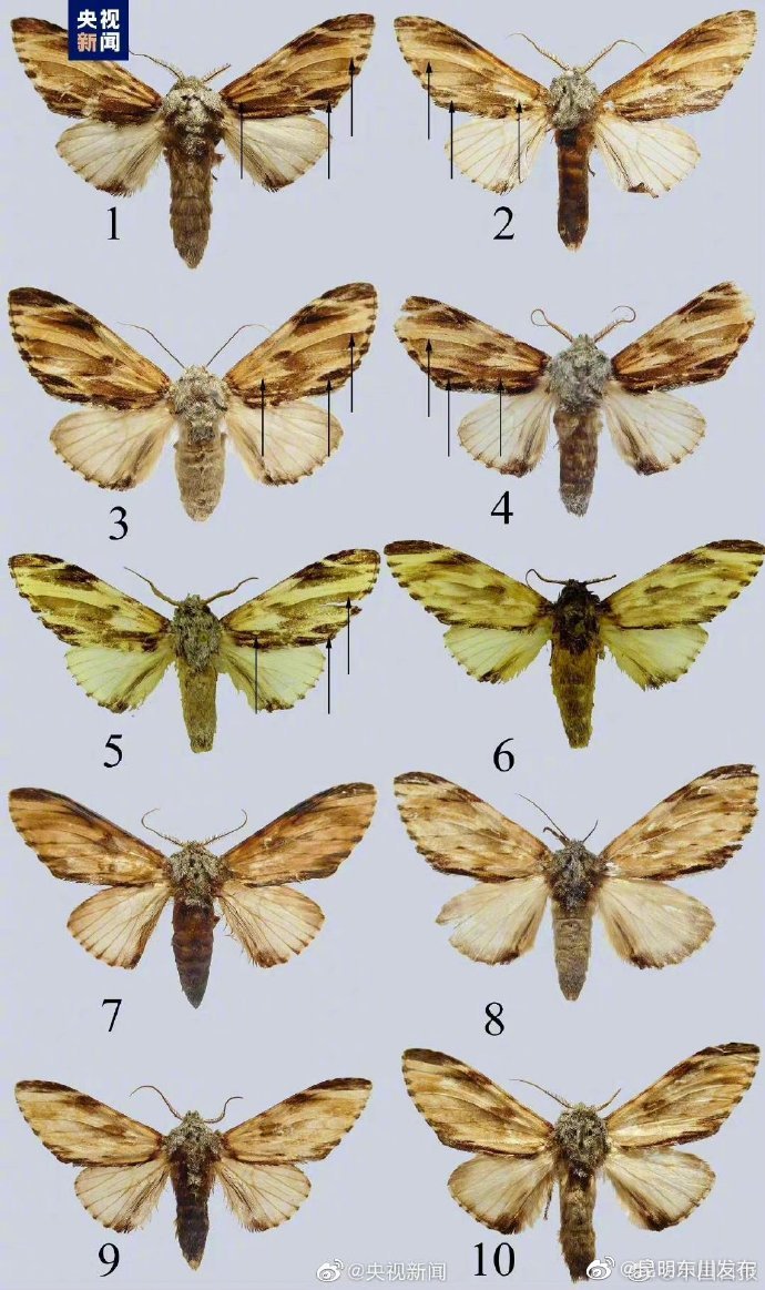 武夷山国家公园发现昆虫新物种