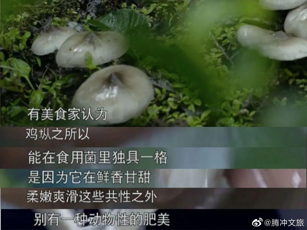 腾冲文旅微博