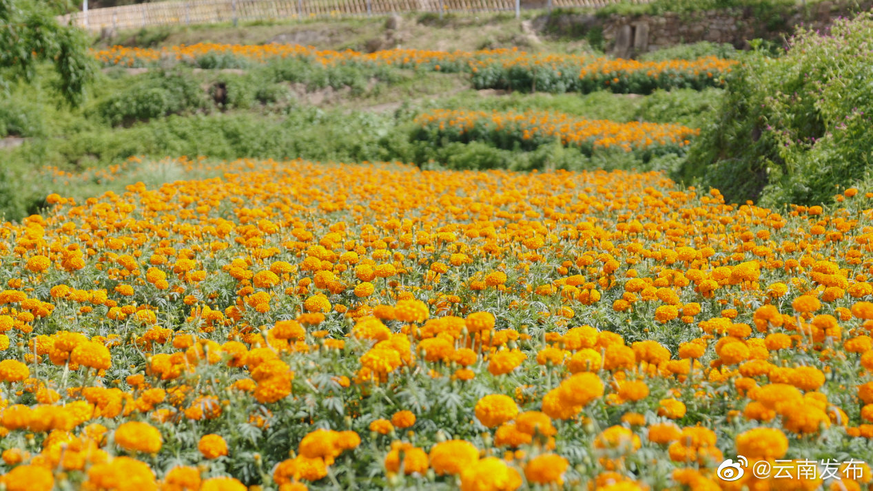 “云南发布”微博