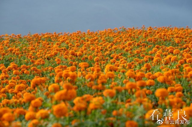 “云南发布”微博