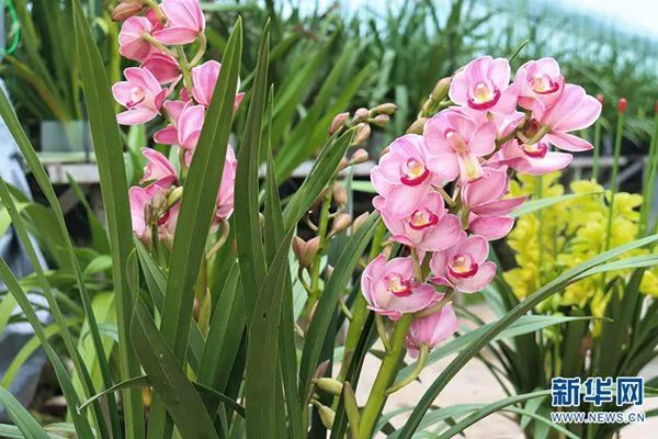 昆明市农业农村局