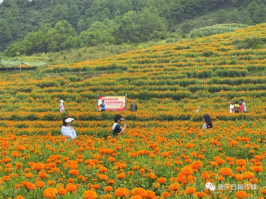 迪庆日报传媒