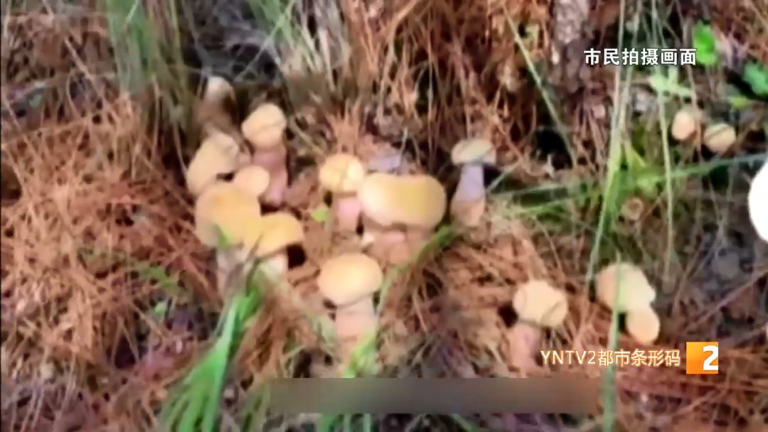 昆明信息港/cnkmxxg