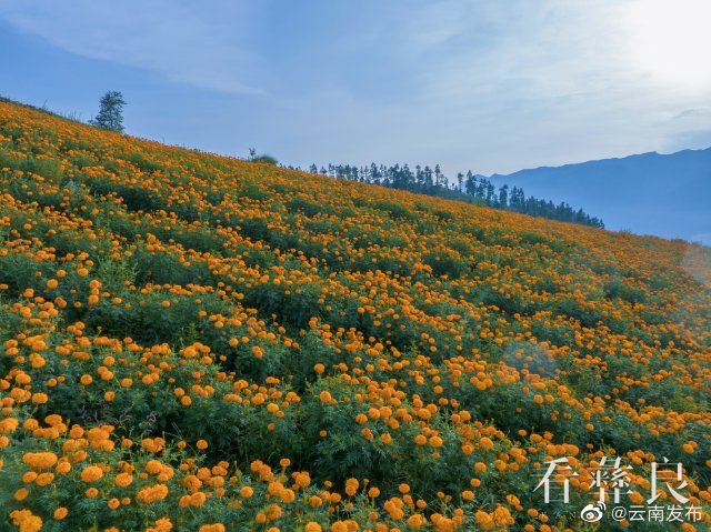 “云南发布”微博