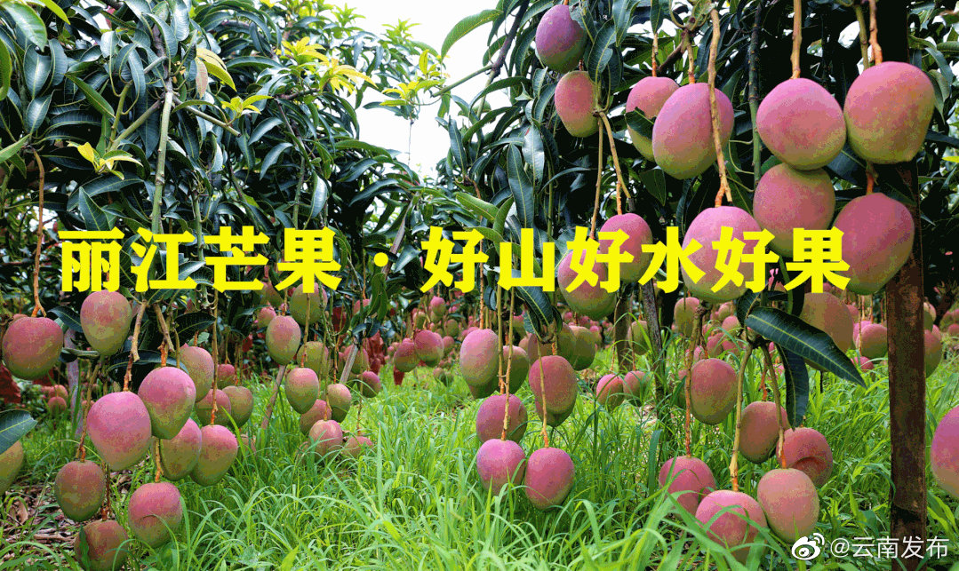 丽江华坪芒果种植面积全国第三