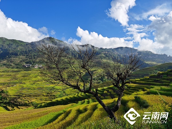 云南省文化和旅游厅