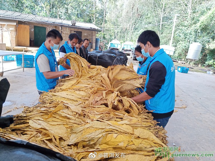 “金叶子”喜丰收 普洱烤烟开收