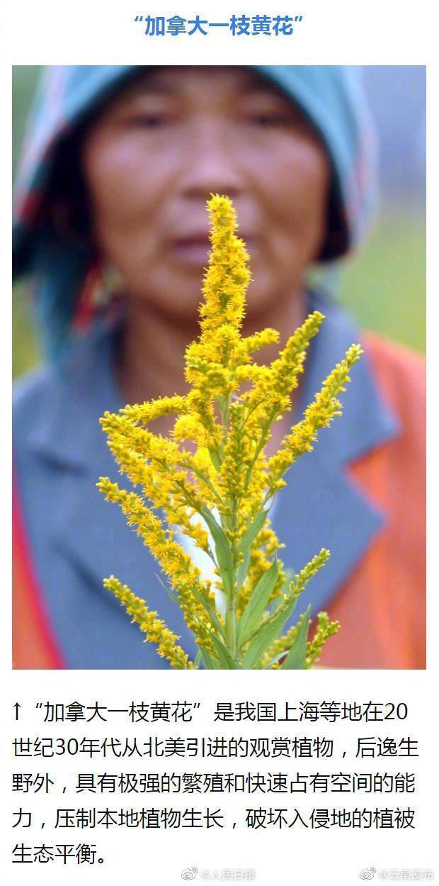 “云南发布”微博