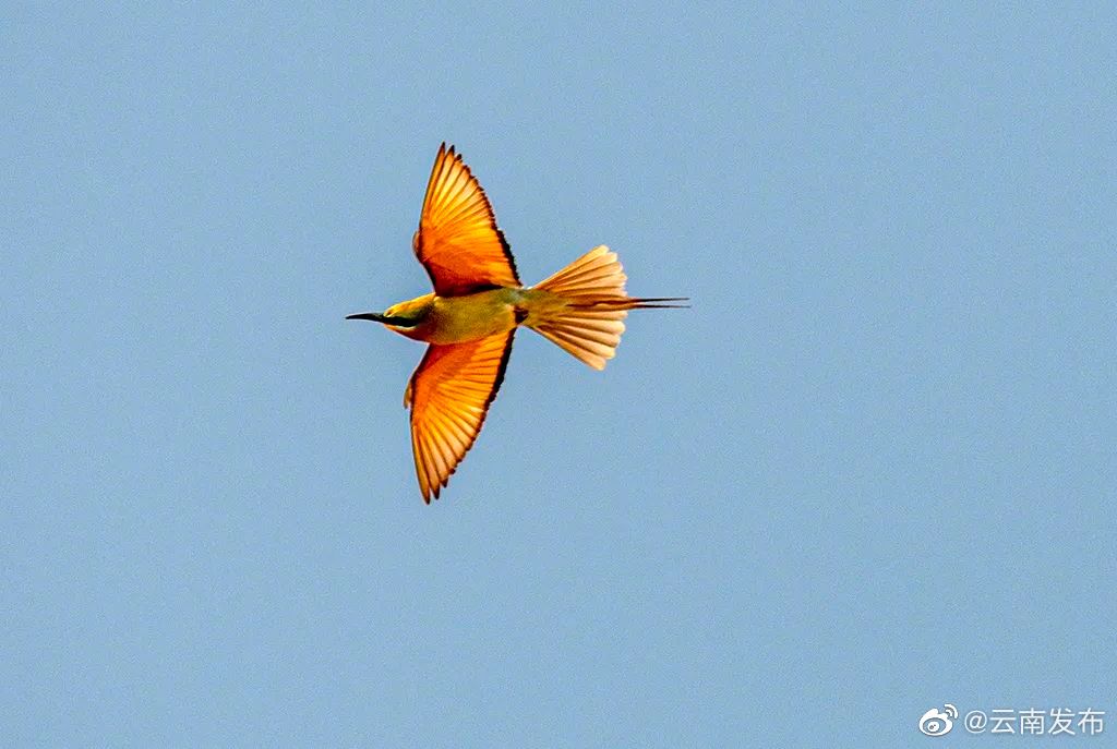 “云南发布”微博