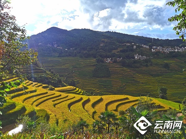 云南省文化和旅游厅