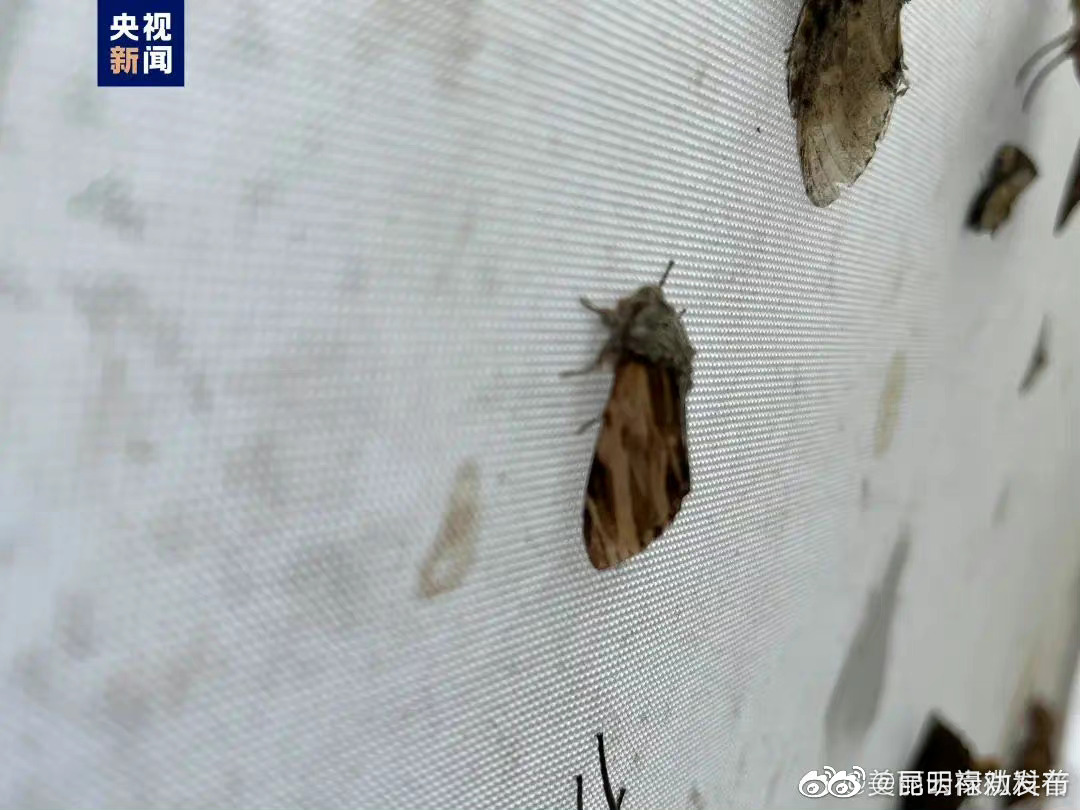 这个新物种，正式发布！