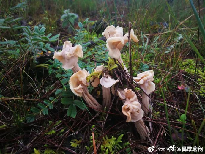 呈贡发布