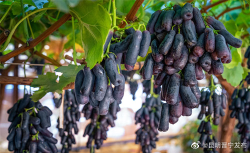 昆明晋宁发布