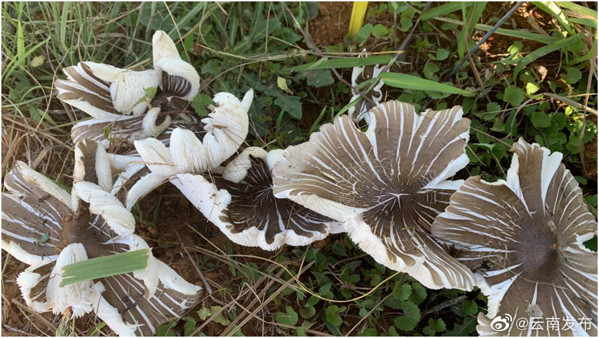 “云南发布”微博