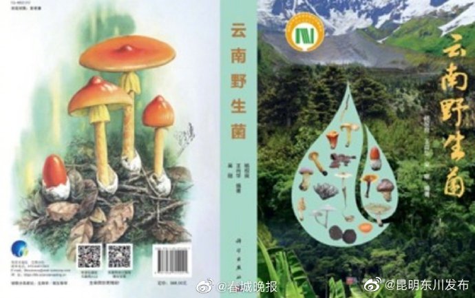 云南常见野生菌有多少？《云南野生菌》告诉你 