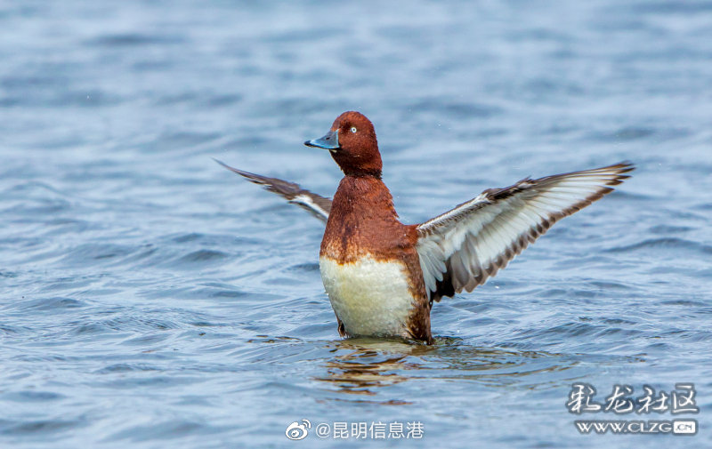 昆明信息港