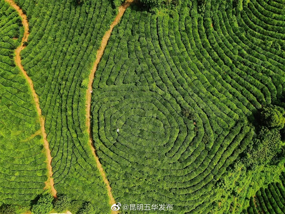 “昆明五华发布”微博