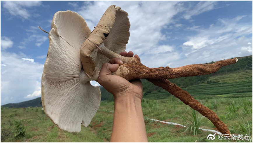 “云南发布”微博