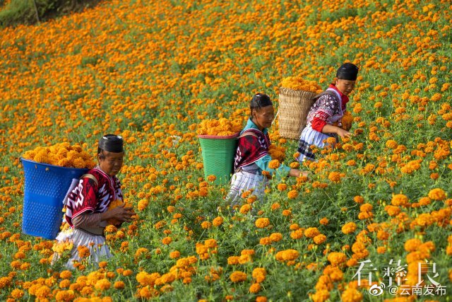 “云南发布”微博