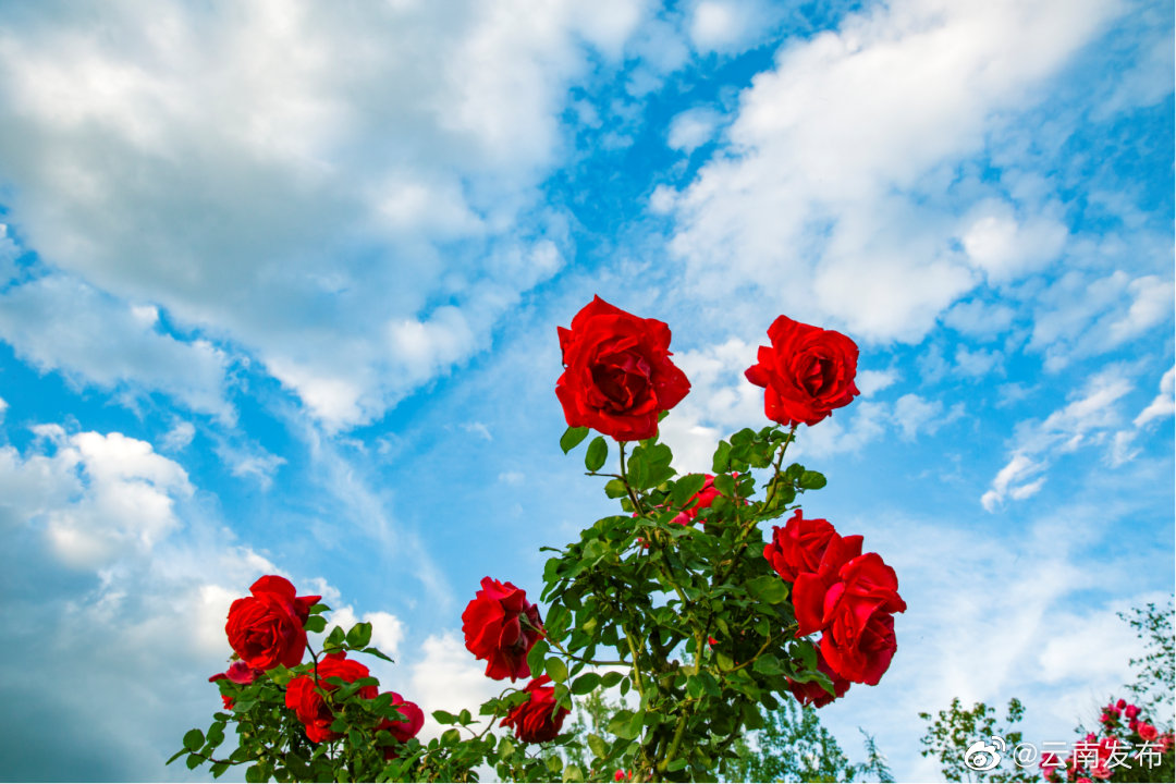 上半年云南空气质量优良天数比率达99.4%