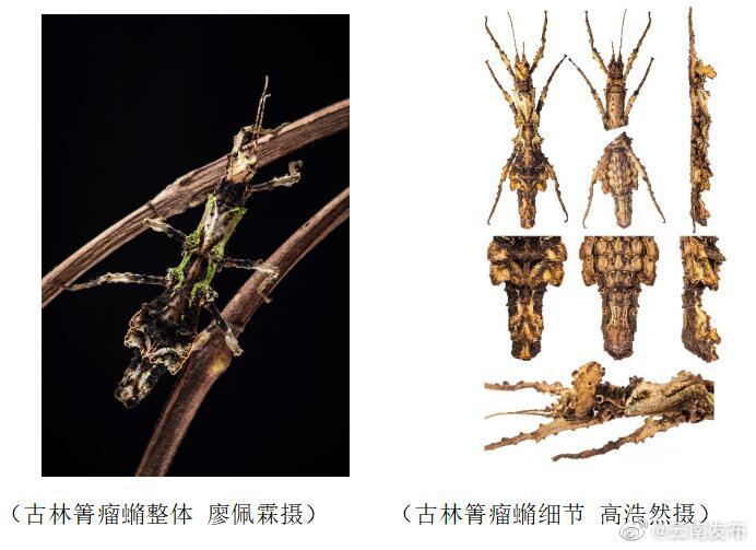 “云南发布”微博