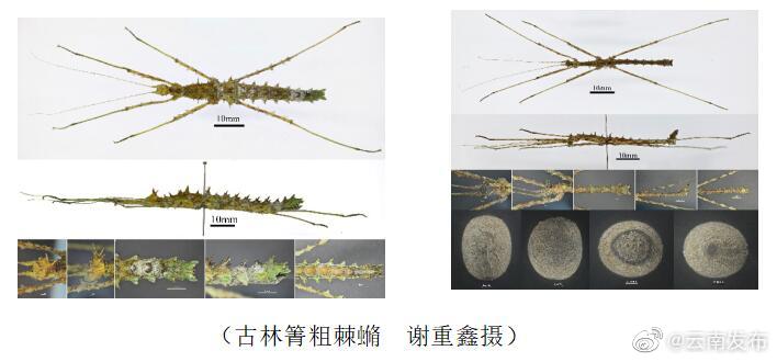“云南发布”微博